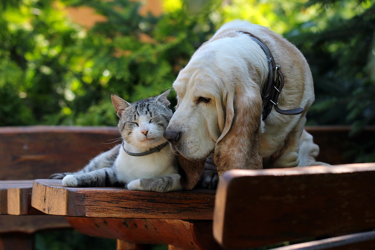 Woman-with-her-pets